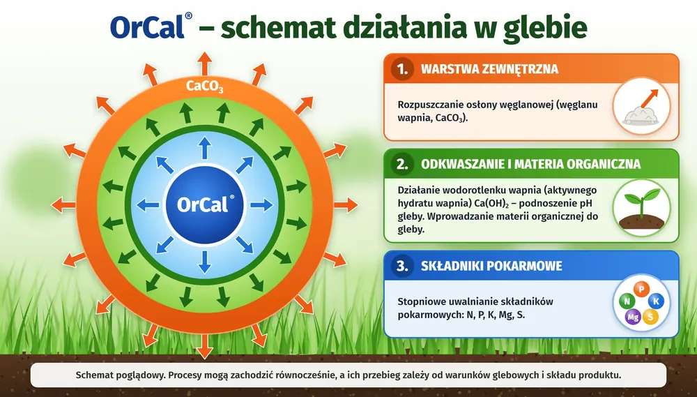 OrCal® – schemat działania w glebie: 1. warstwa zewnętrzna – rozpuszczanie osłony węglanowej (CaCO3); 2. odkwaszanie i materia organiczna – działanie wodorotlenku wapnia Ca(OH)2, podnoszenie pH gleby, wprowadzanie materii organicznej; 3. składniki pokarmowe – stopniowe uwalnianie N, P, K, Mg, S